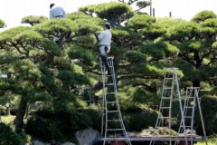 和泉植木店と一緒に緑を育む―近畿で展開する造園のプロフェッションを目指す求職者歓迎