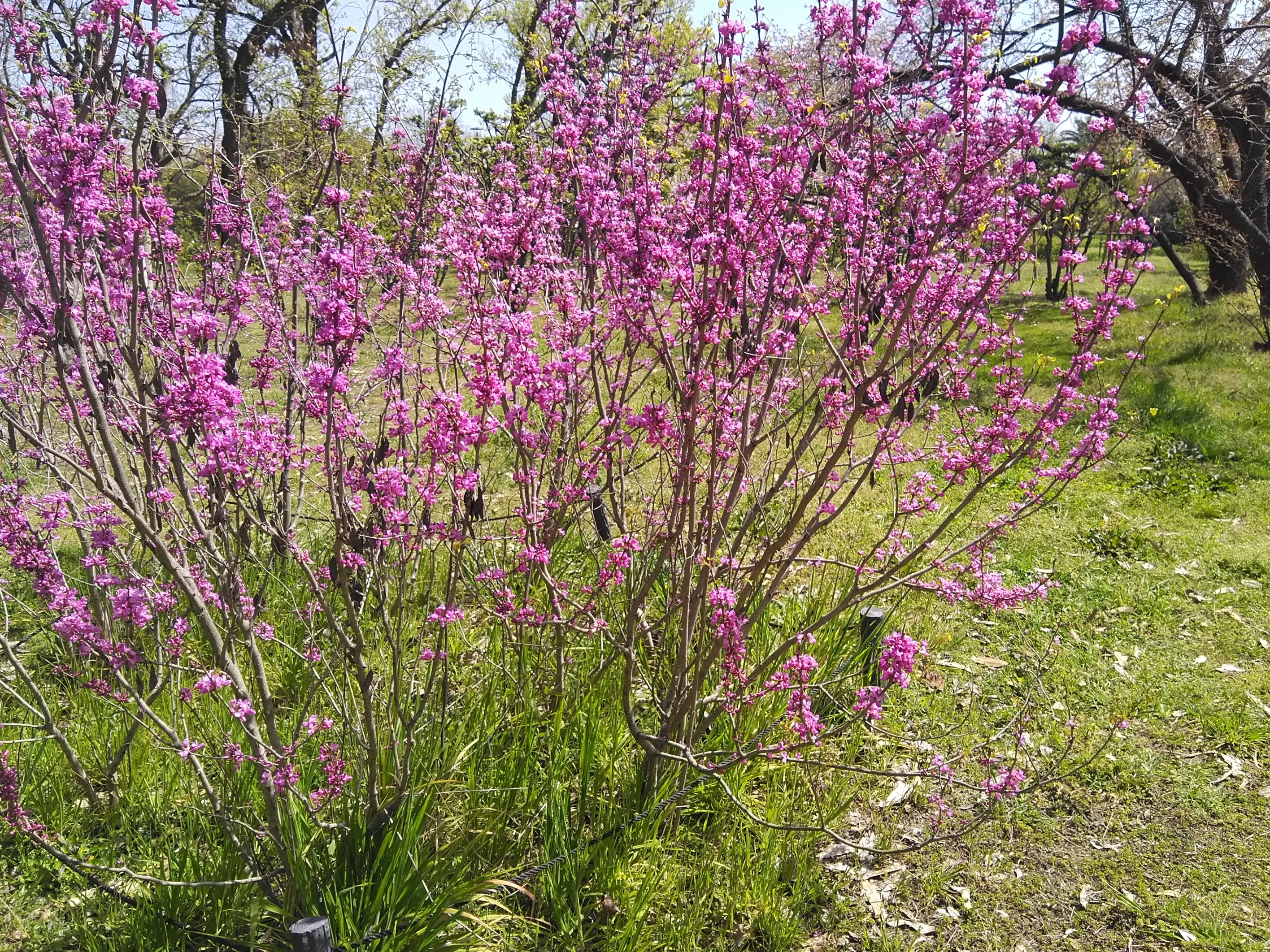 春に彩る庭木って おすすめの春に花を咲かす庭木 Part 1 和泉植木店