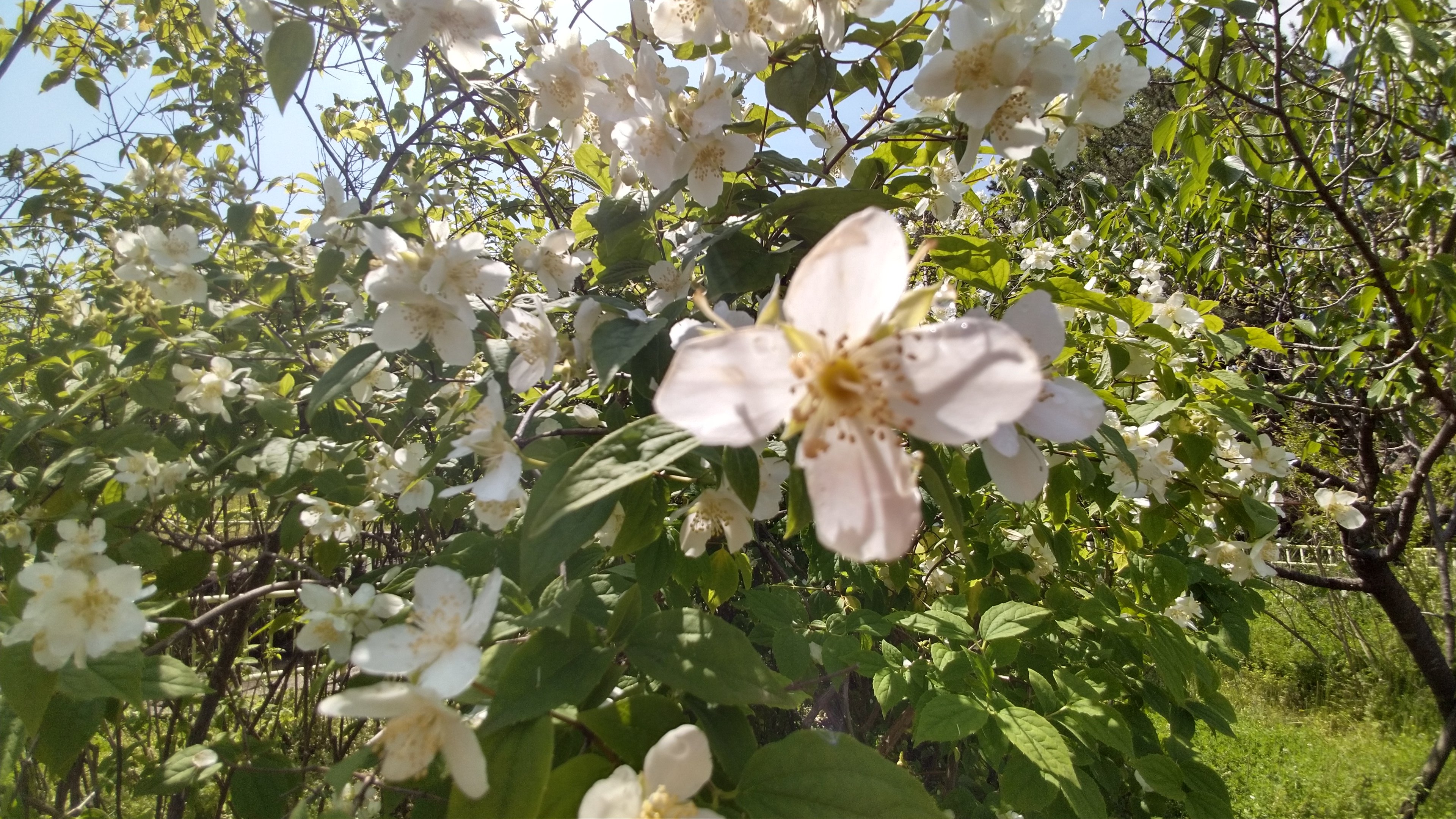 春に彩る庭木って おすすめの春に花を咲かす庭木 Part 2 和泉植木店